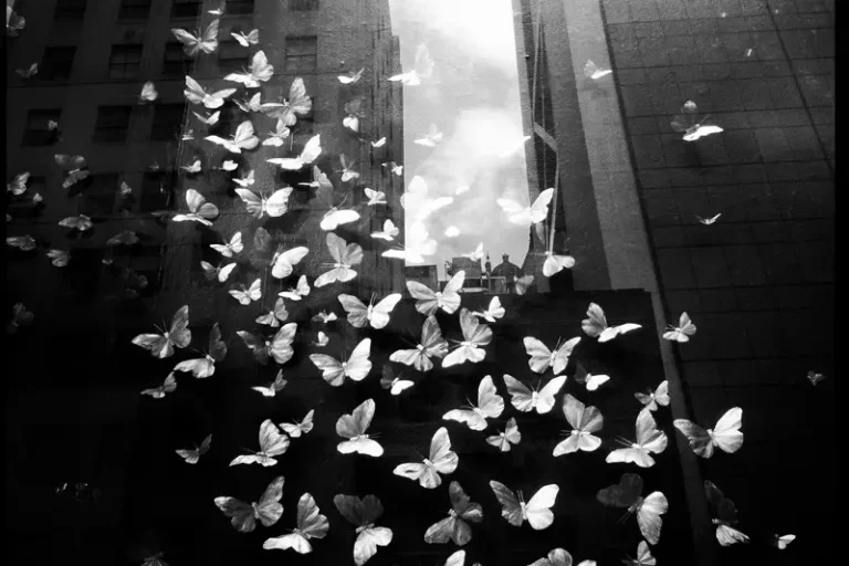 zen-foto-02