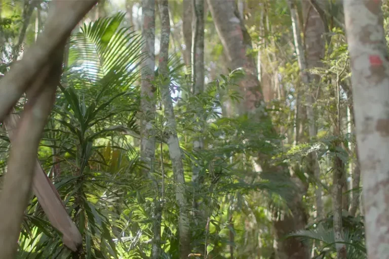 site-universidade-mindfulness-e-banho-de-floresta-03