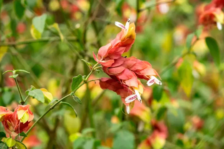 site-universidade-celebração-de-primavera-06