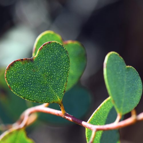Heart shaped leaves of the Heart-Leaf Mallee, Eucalyptus websteriana, family Myrtaceae. Endemic to Western Australia. Also known as Websters Mallee.