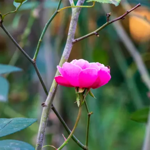 site-universidade-celebração-de-primavera-01