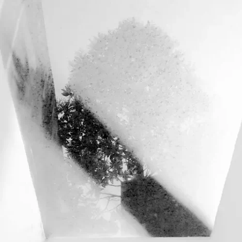 zen-foto-01